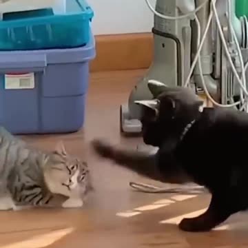 The cute Doggy style