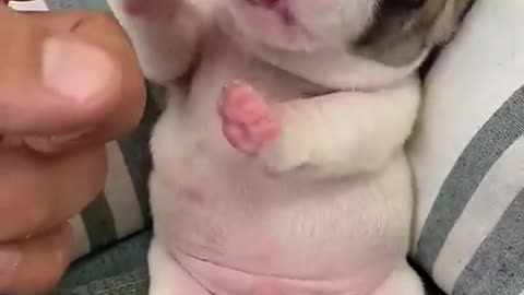 Puppy Licking Fingers🫰🏻🫰🏻🫰🏻
