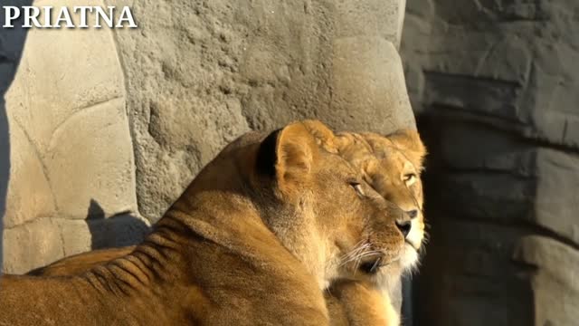 the lion king yawned sleepily