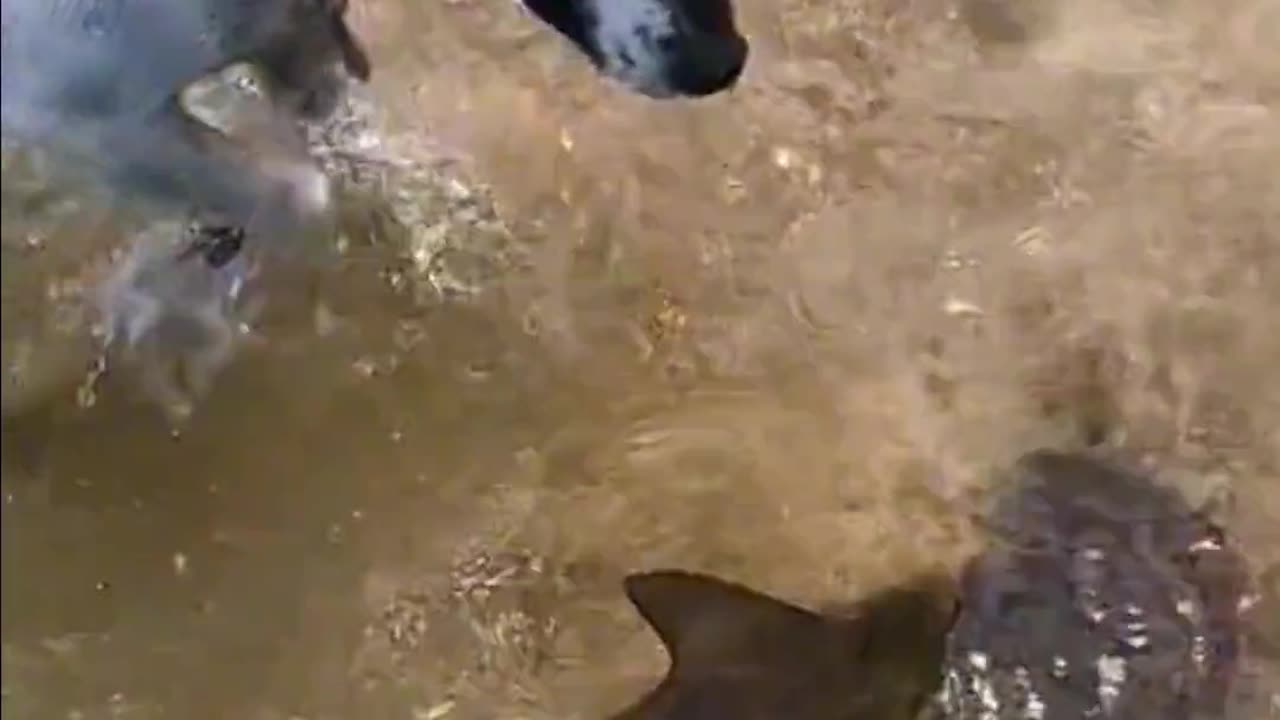 Dog Tracks and Tries to Catch Fish