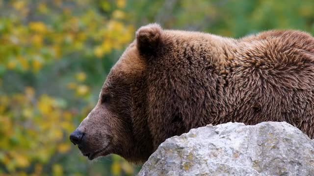 Ours Brun Prédateur