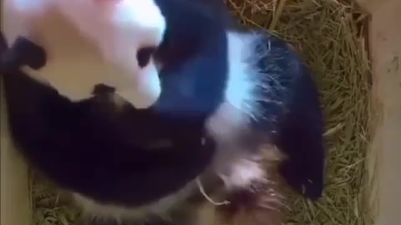 Panda😍😍