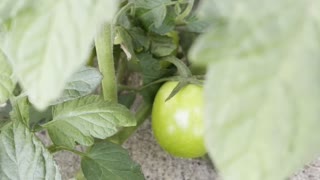 tomato harvest