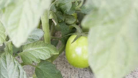 tomato harvest