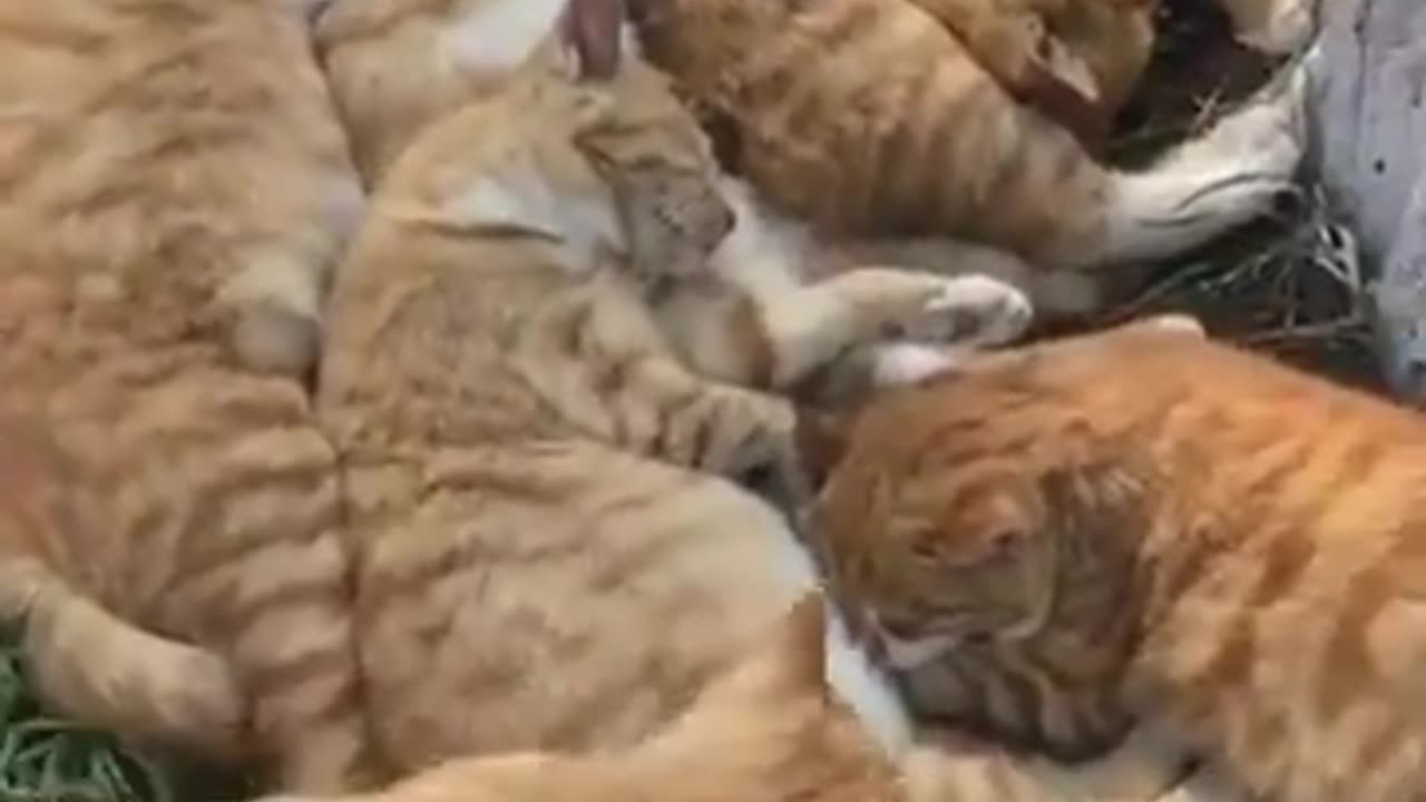 Cat sleeping close together