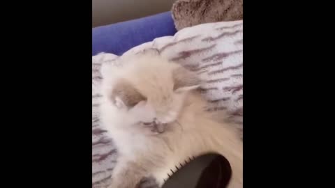 Cute Cat | Cute Pets Funny Animals Compilation #shorts #9