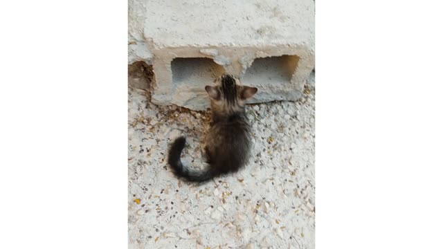 So funny moment cat play with baby🤣