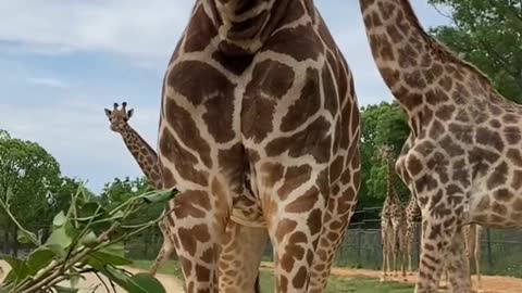 giraffes