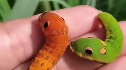 Cute caterpillar 🐛