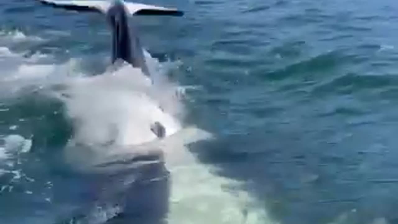 Close Encounter With Killer Whale. Live Footage.