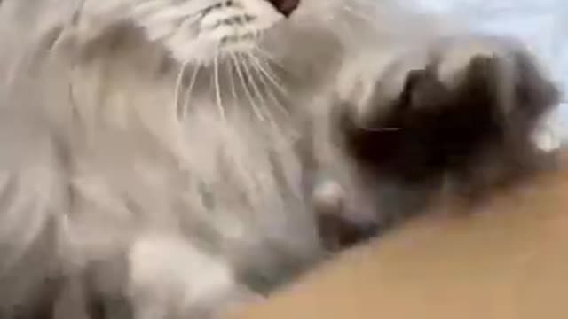 Animals SOO Cute Just a relaxing video