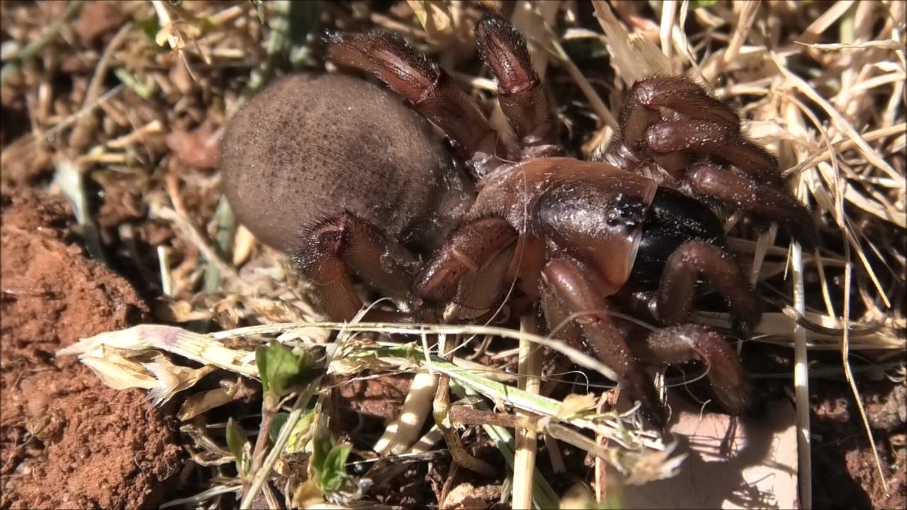 Trapdoor Spider Found Dead