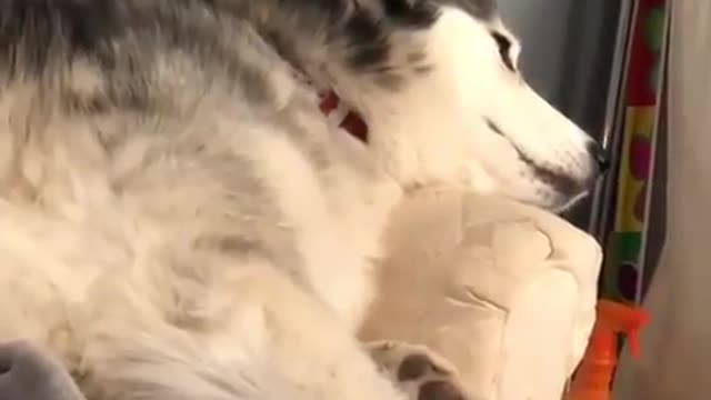 funny & cute animals