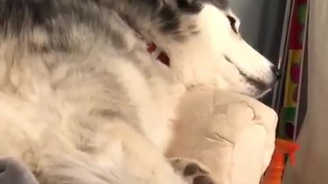 funny & cute animals