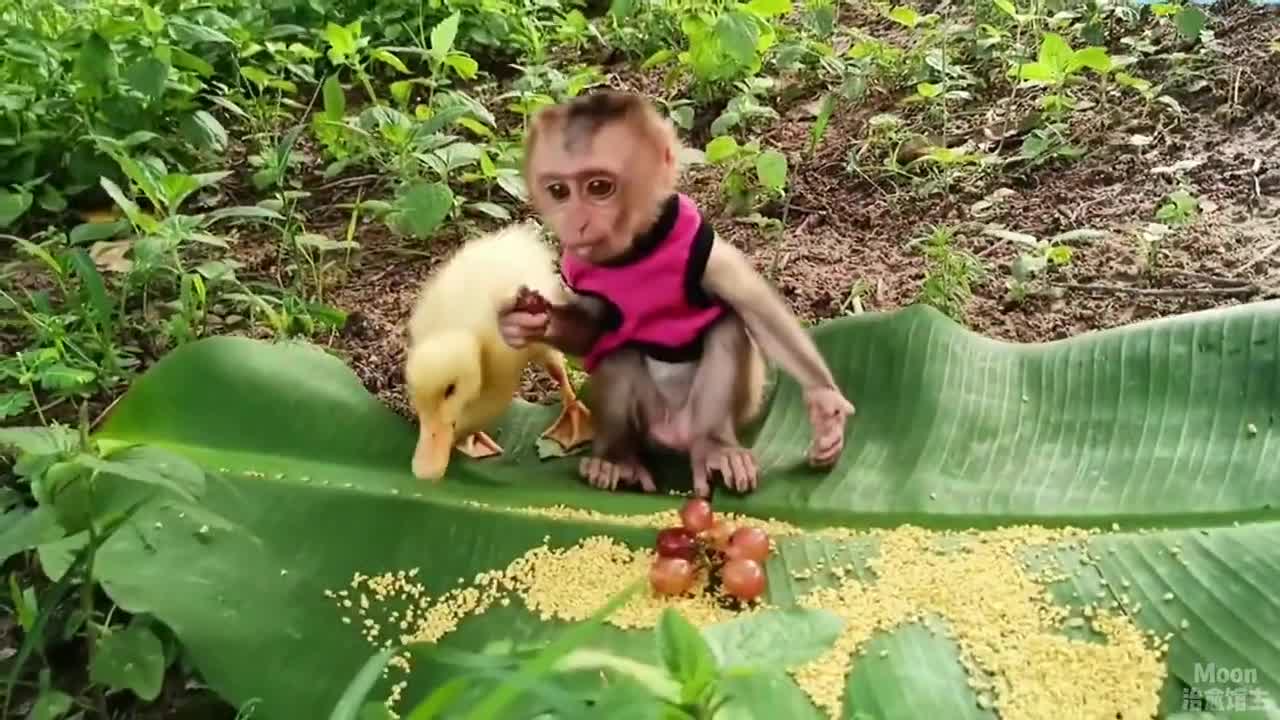 Khỉ con và những người bạn😘🙉🥰 #15