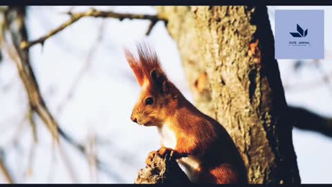 The squirrel is playing on the tree !