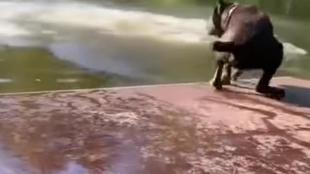 Fair my dog