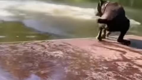 Fair my dog
