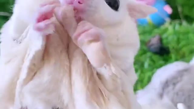 Two little honey gliders rush to eat