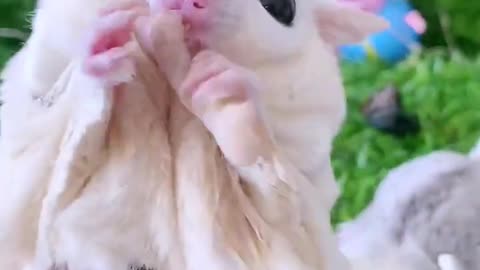 Two little honey gliders rush to eat
