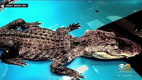 X-ray reveals rescued alligator swallowed bathtub stopper