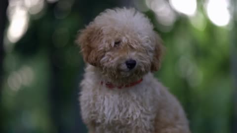 Cute puppy toy poodle sit outdoors