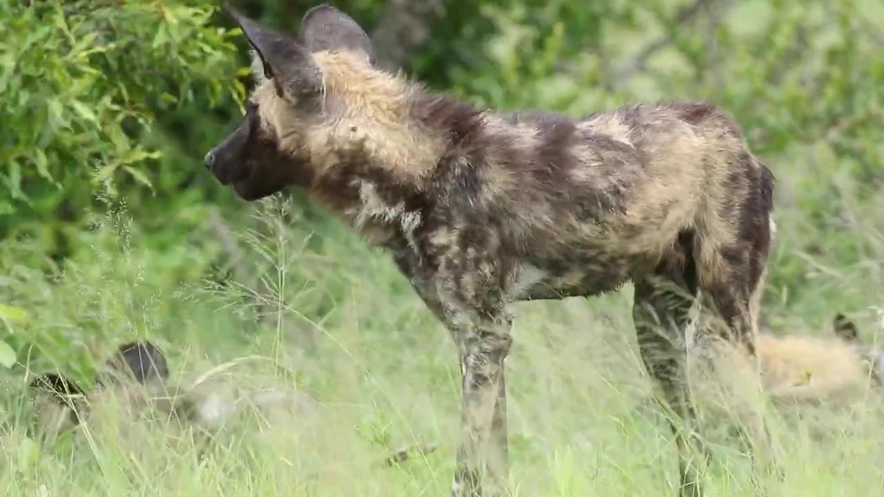 African wild dogs