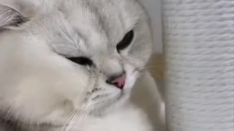 Cute and funny cat video.
