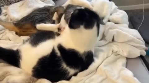 Cute Cat - Video