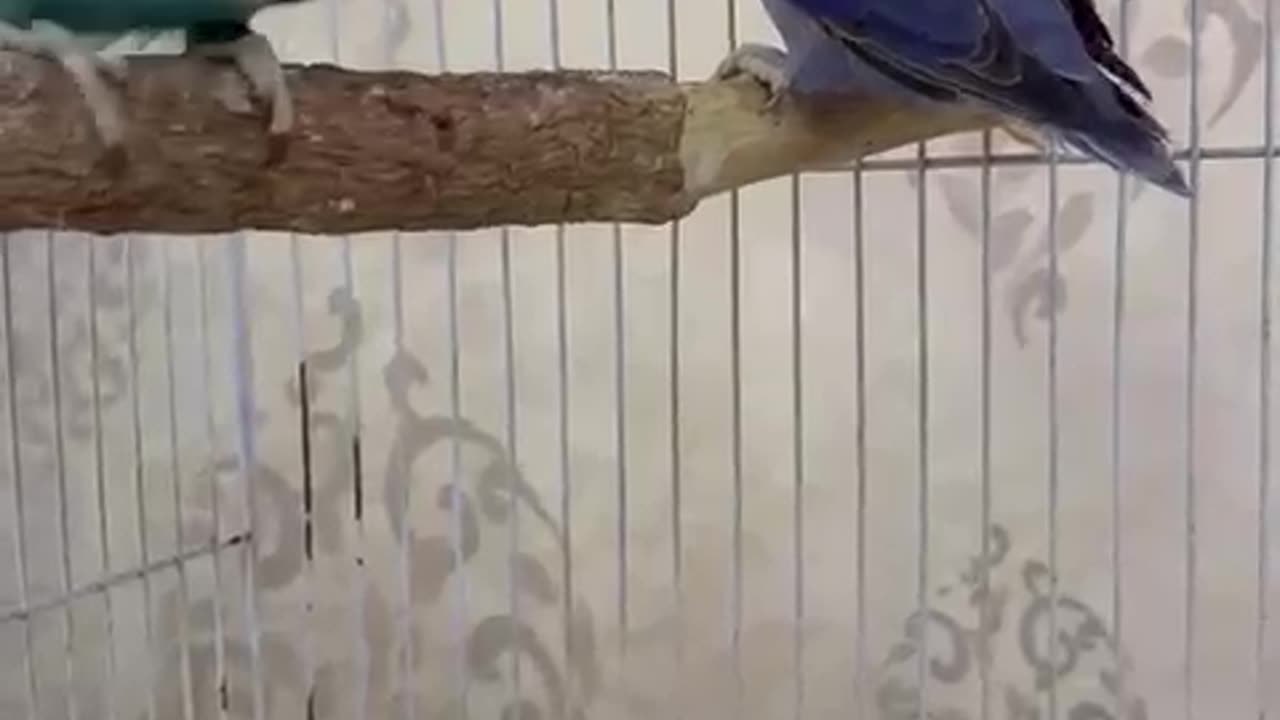 Splits pale fellow