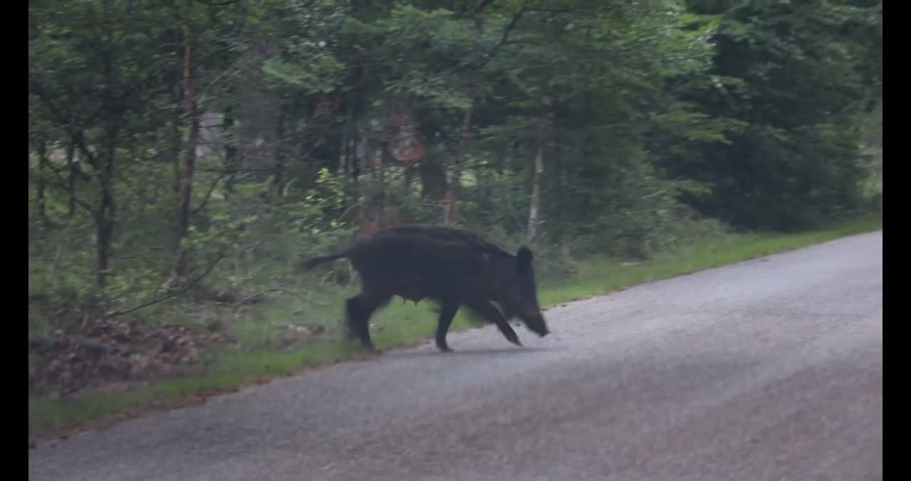 Zwijnen familie de weg over | auto | 2020 | hoge Veluwe