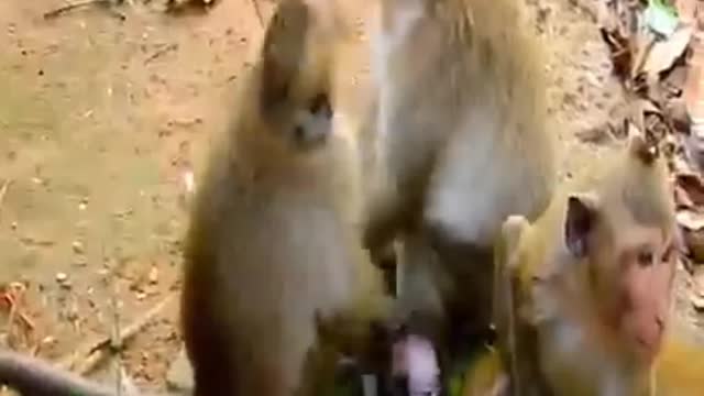 OMG. The baby monkey was bullied by 3 big monkey 🐒🐒🐒🐒🐒