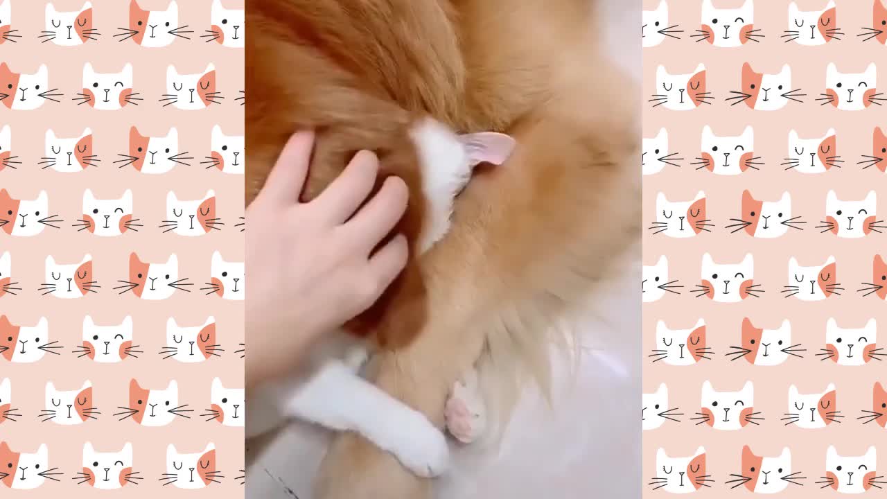 Funny Animal Compilation You Must Watch#7