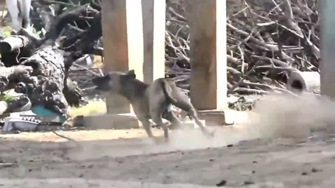 Funny Prank Dog with lion