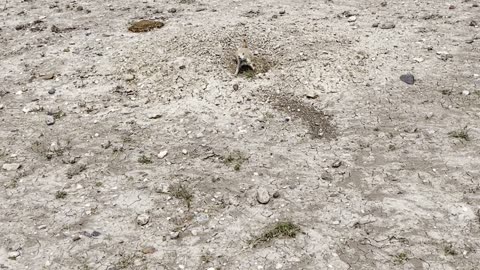 Prairie Dogs barking
