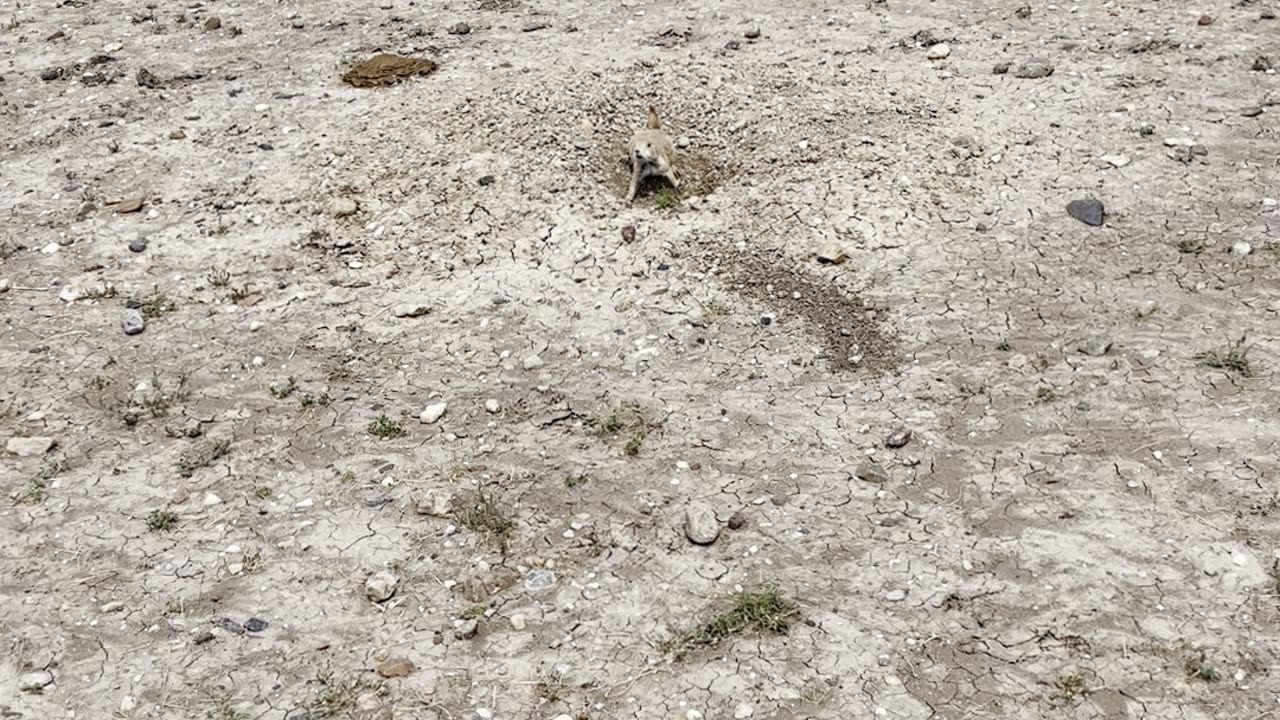 Prairie Dogs barking