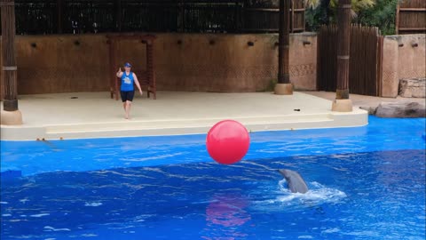 Dolphin and the trainer playing together