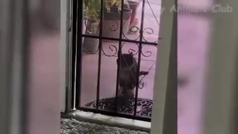Funny Animal video 😅😅😁