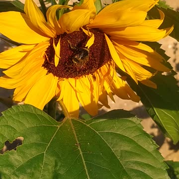 Memories of summer days