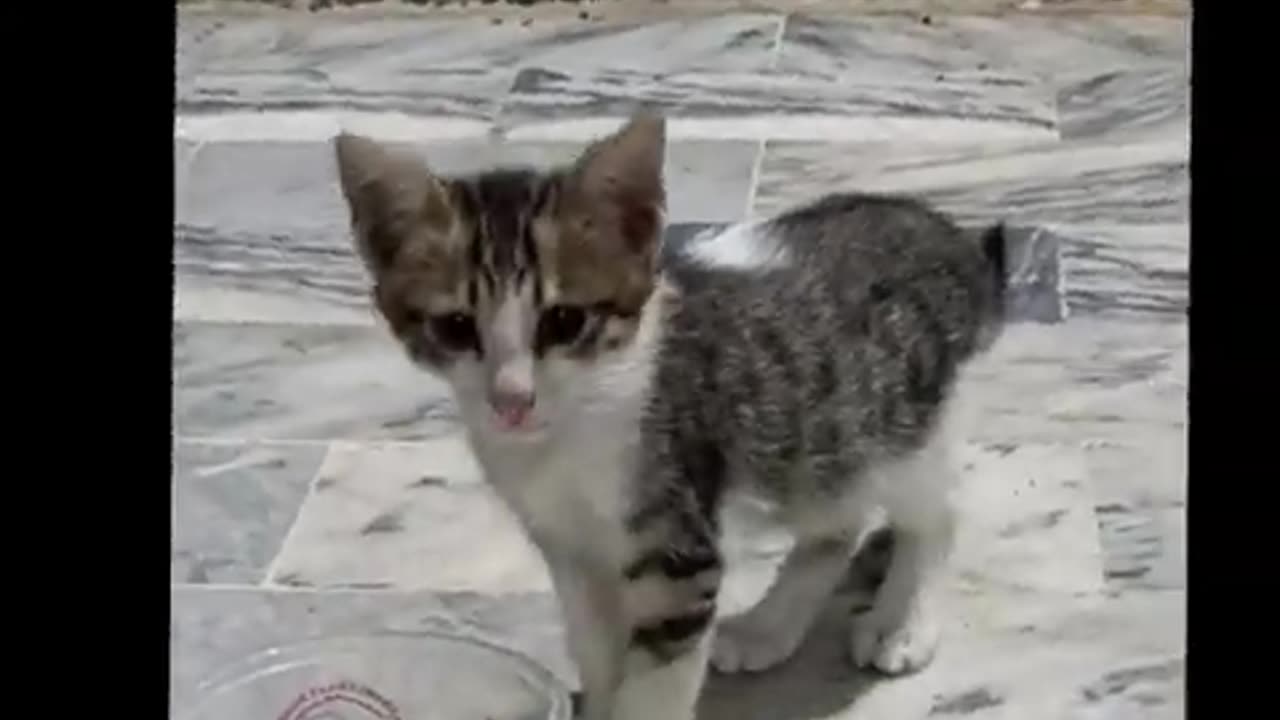 New funny cats animals compilation 😀😁😂🤣 video