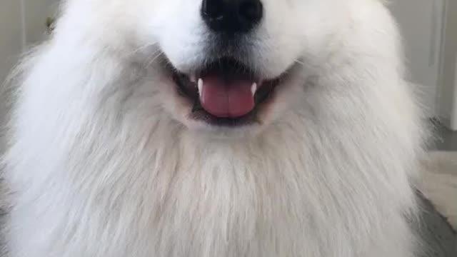 Funniest & Cutest Dog Videos That Make Your Day Better