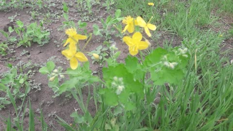 Wild yellow flowers