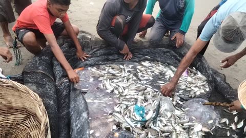 Catching Fish 3 (Tarek Pukat) in Aceh