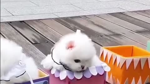 A playful teacup dog
