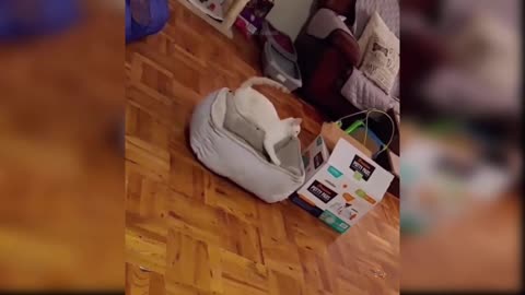 Cats in funny mode pets