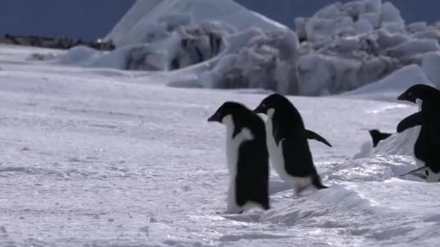 Let's Jump. 🐧🐧🐧🐧 Adélie penguins jumping over the thin crack of the sea ice