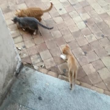 Funny cat videos 2020