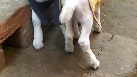 2 baby goats