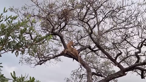 Ravenscourt vs Ottawa Pride - Battle in a tree!