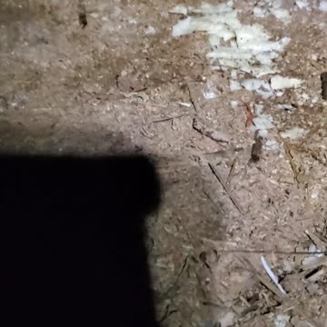 The 🐜 ant Army stole my chips.